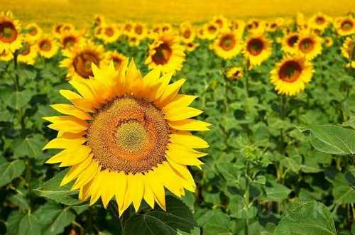 pogudx28djqbfdrit.3b9c6119