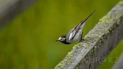 pogudx5fuf9g9toro.0a7e6b7e