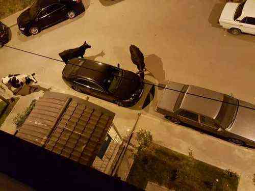 0dc17e34576aafa92c518455b4000d3a