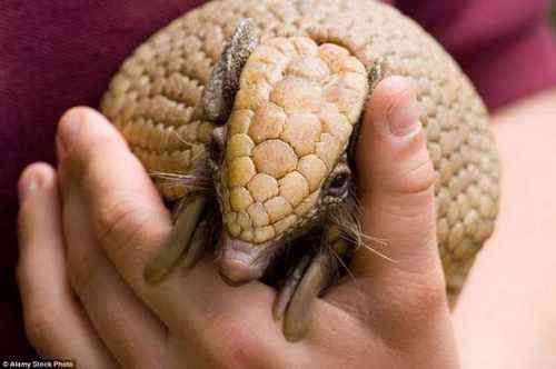 1470541869_bronenosec