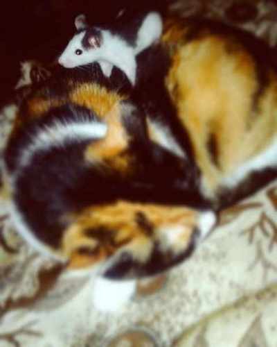 45ab40fdba38448c83a803dfdfea4985