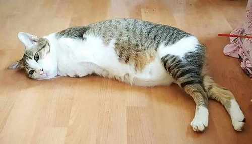 pogudx6diteel40in.22ed0308