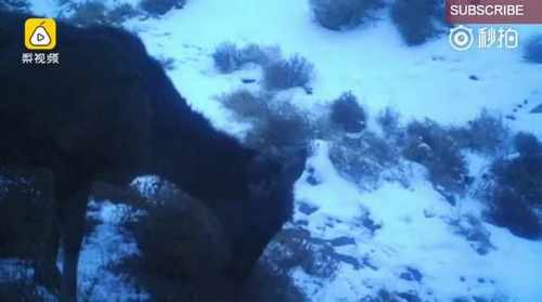 pogudx6ku1k99vv9m.44e6e374