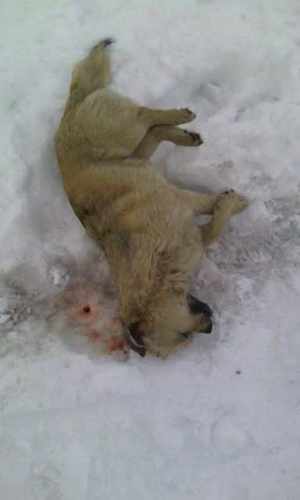 afd4d5f80ef42204bfe68aa004023336