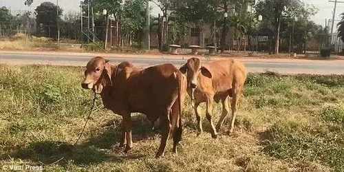 pogudx107f9kf0c8n.c989e0b1