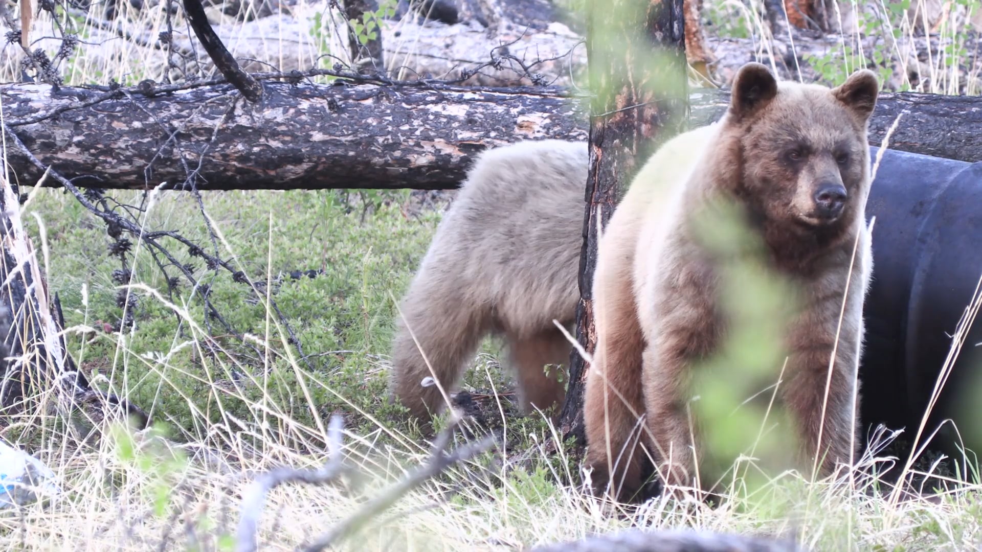 Медведь загрыз охотника Воткинск