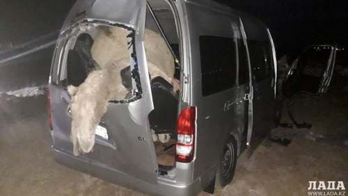 Один человек погиб при столкновении верблюда и авто