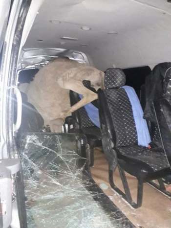 Один человек погиб при столкновении верблюда и авто