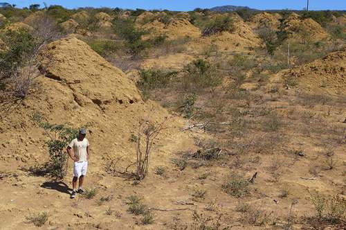 В Бразилии нашли систему термитников возрастом 3800 лет и площадью с три Курганских области